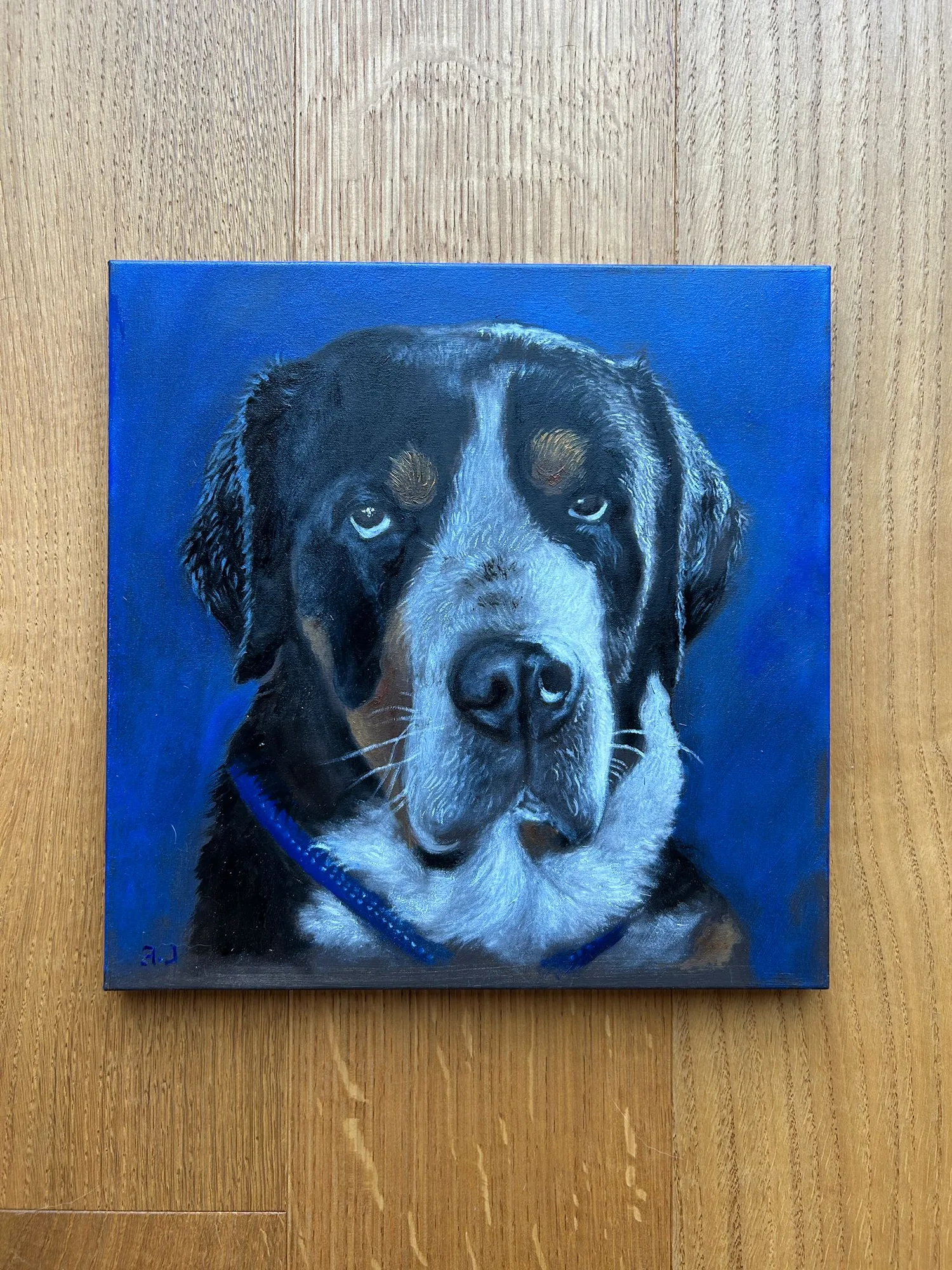 Ritratto di un cane tricolore su fondo blu