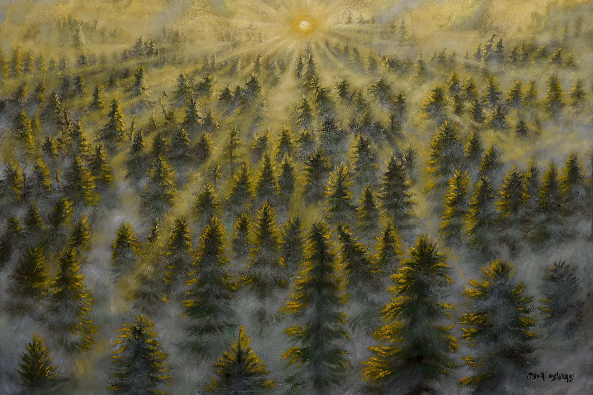 Una foresta di abeti nella nebbia all'alba