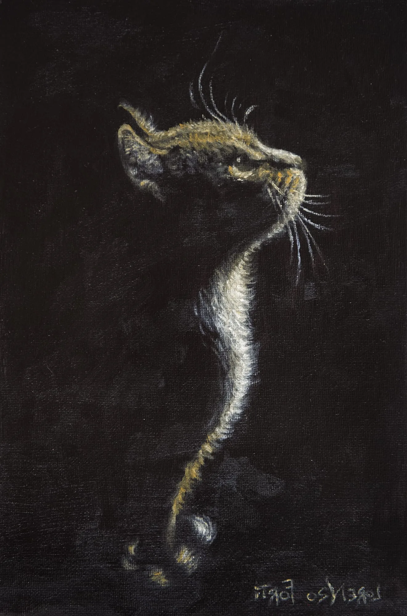 Un gatto che emerge dal buio in un filo di luce