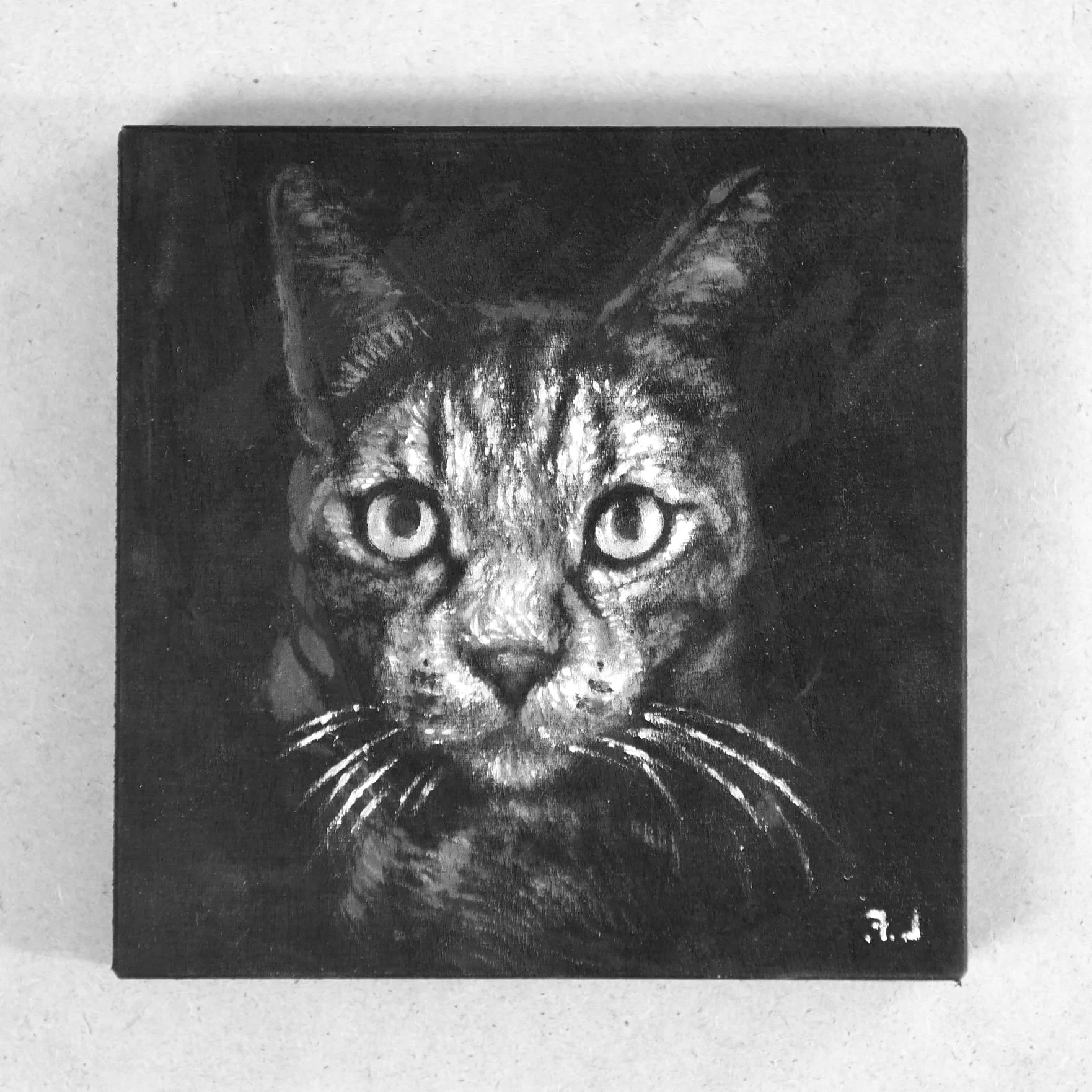 Ritratto di gatto in bianco e grigio su fondo nero