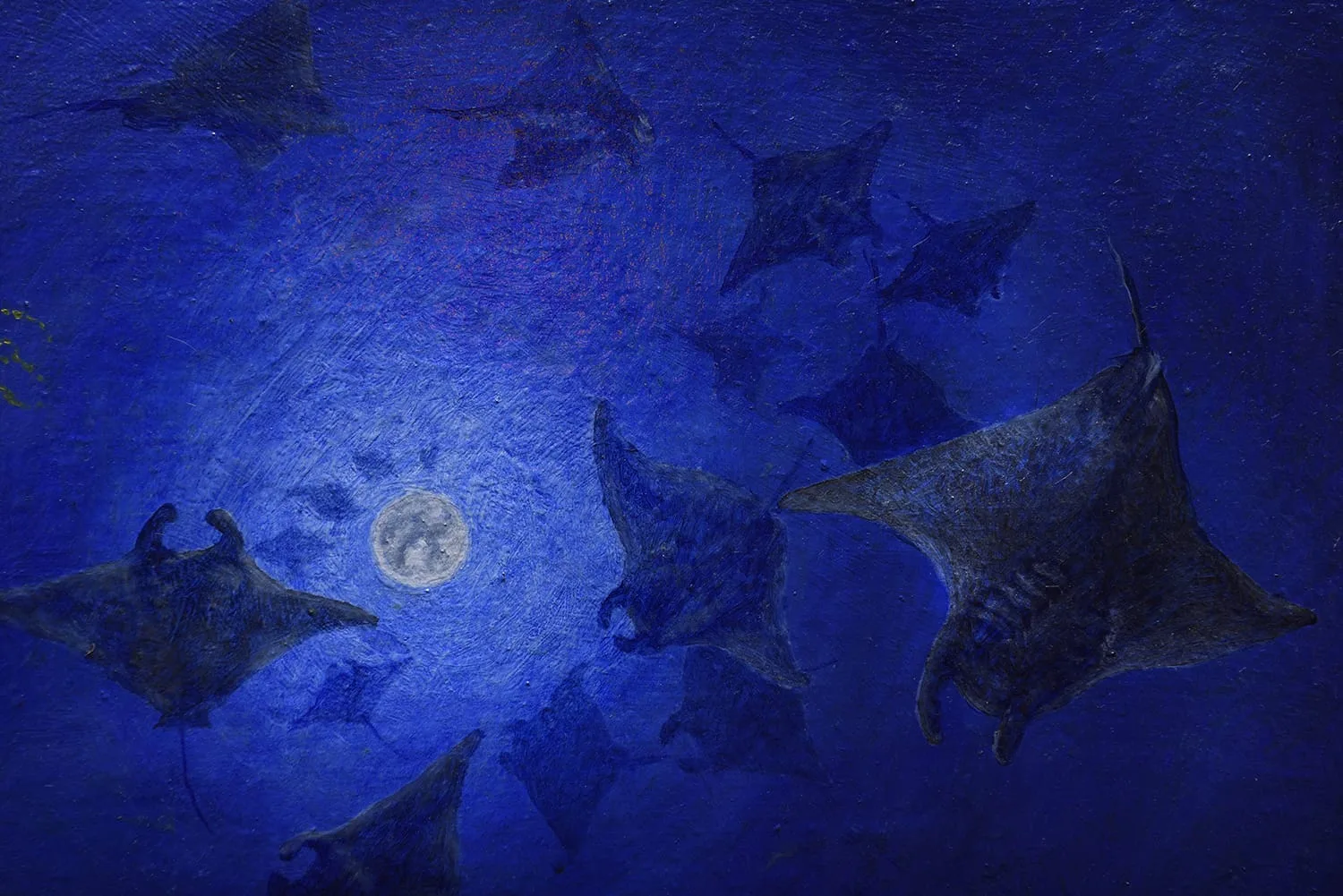 Mante che nuotano nel blu sotto la luna